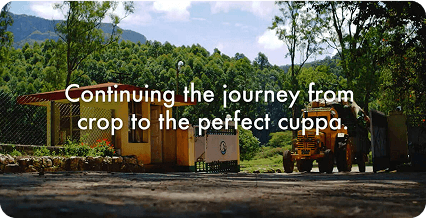 Kerala's High Range Schools - Tetley